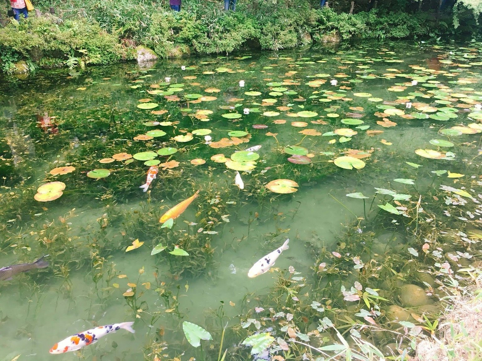 Một cái ao có hoa súng và cá koi đang bơi