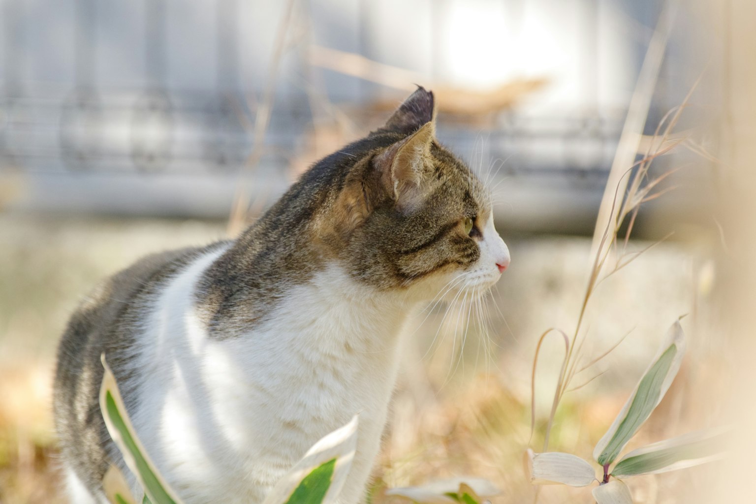 Eine Katze, die seitlich im Gras schaut