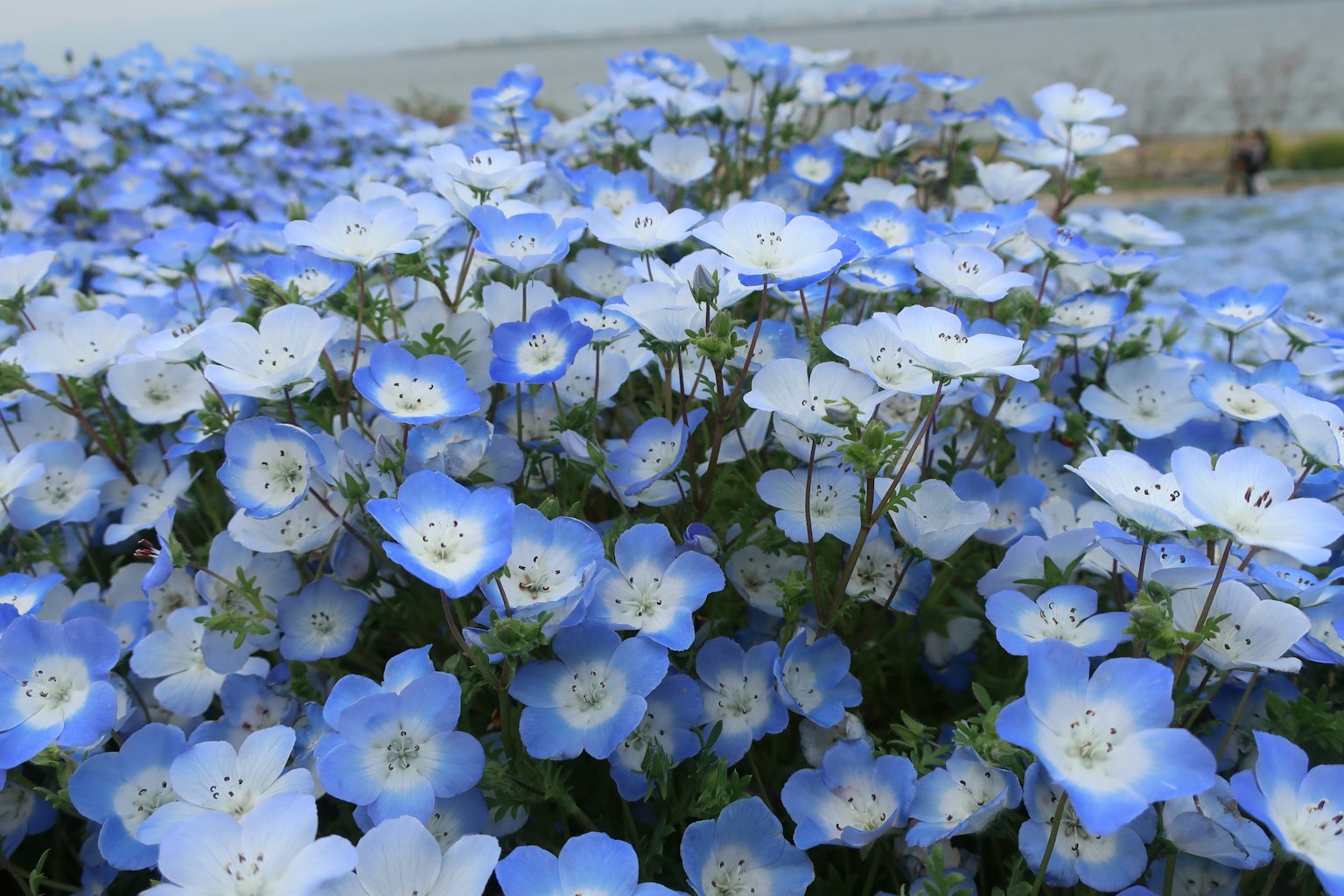 Close-up bunga biru dan putih yang sedang mekar