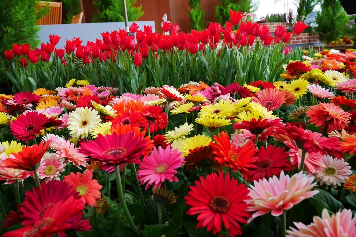 luống hoa cúc gerbera nhiều màu đang nở rộ
