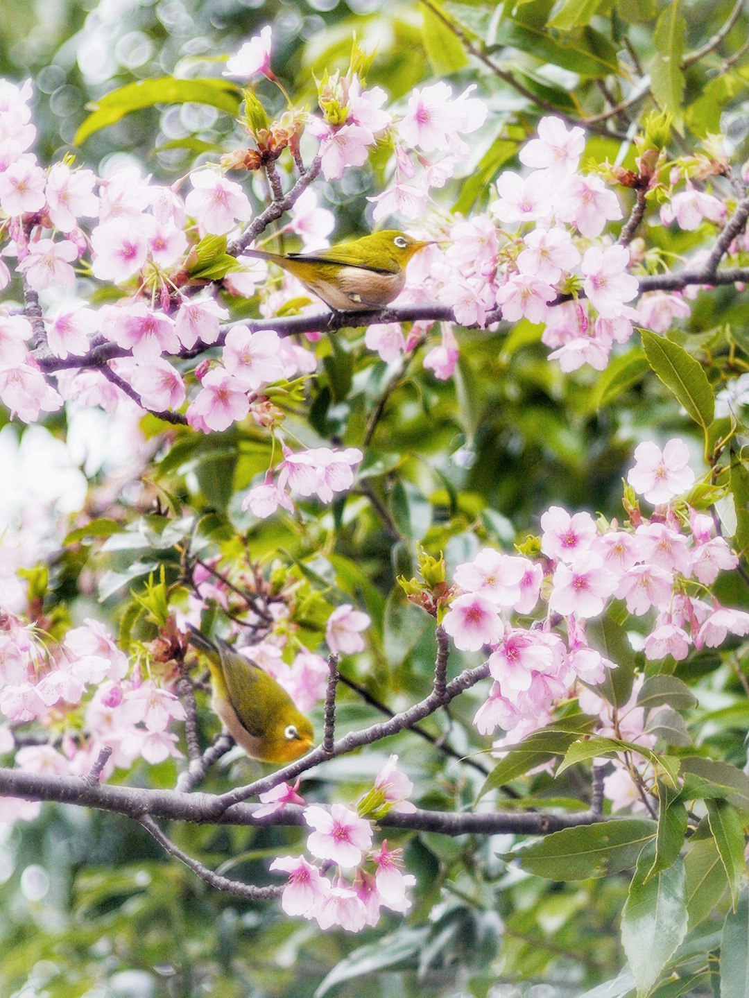 Ave japonesa posada entre flores de cerezo sobre una rama
