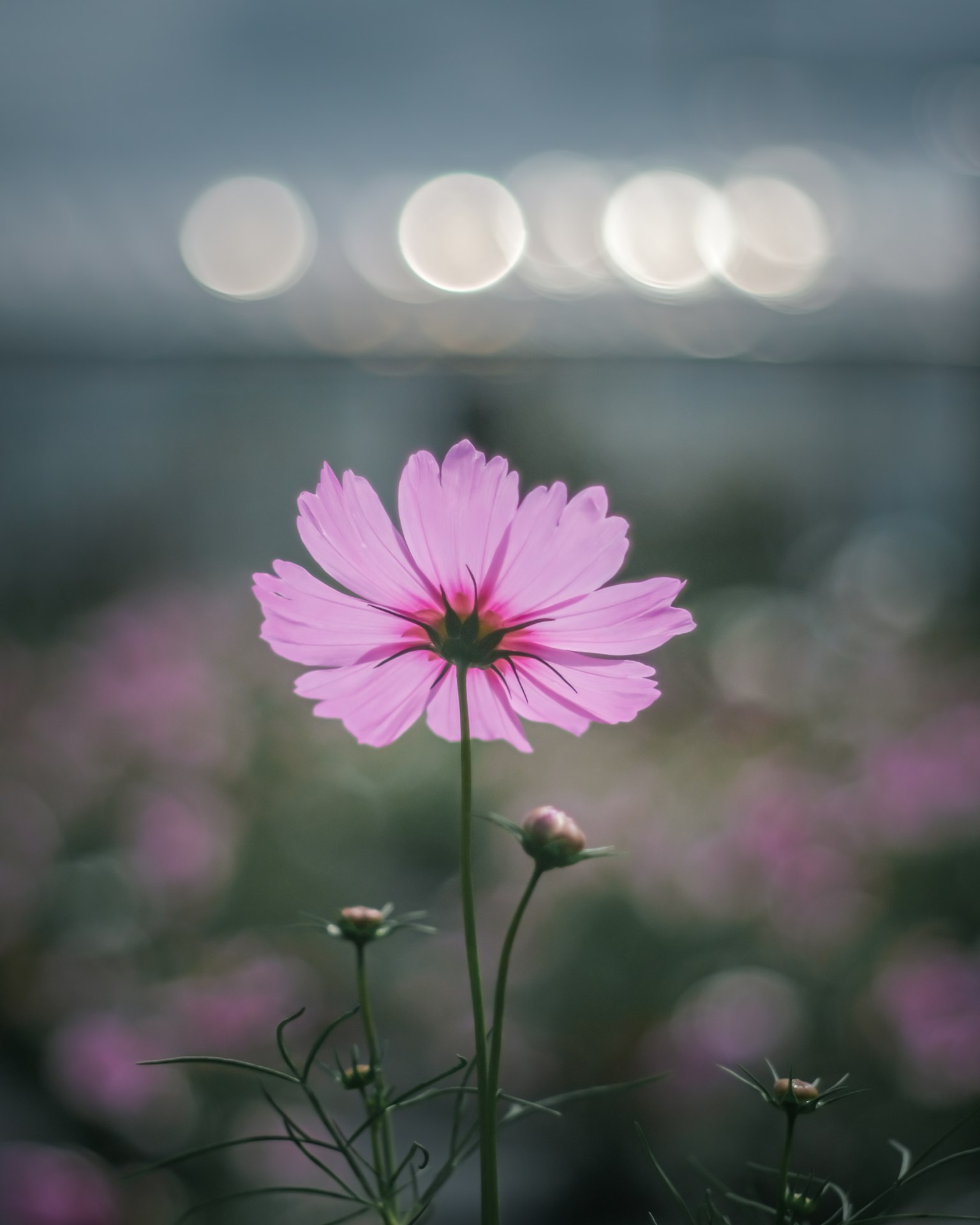 A beautiful pink cosmos flower stands out against a blurred light background
