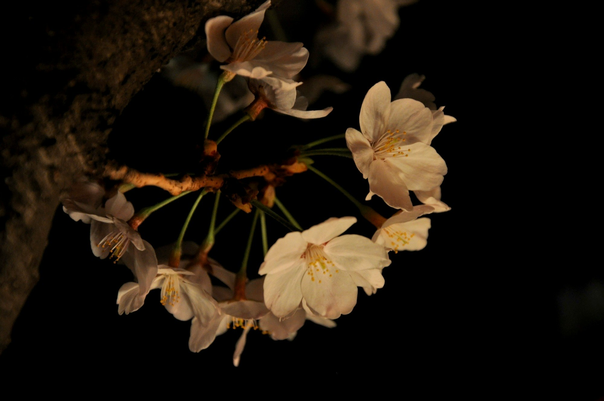 目黒川の夜桜の花びらが浮かぶ夜のクローズアップ