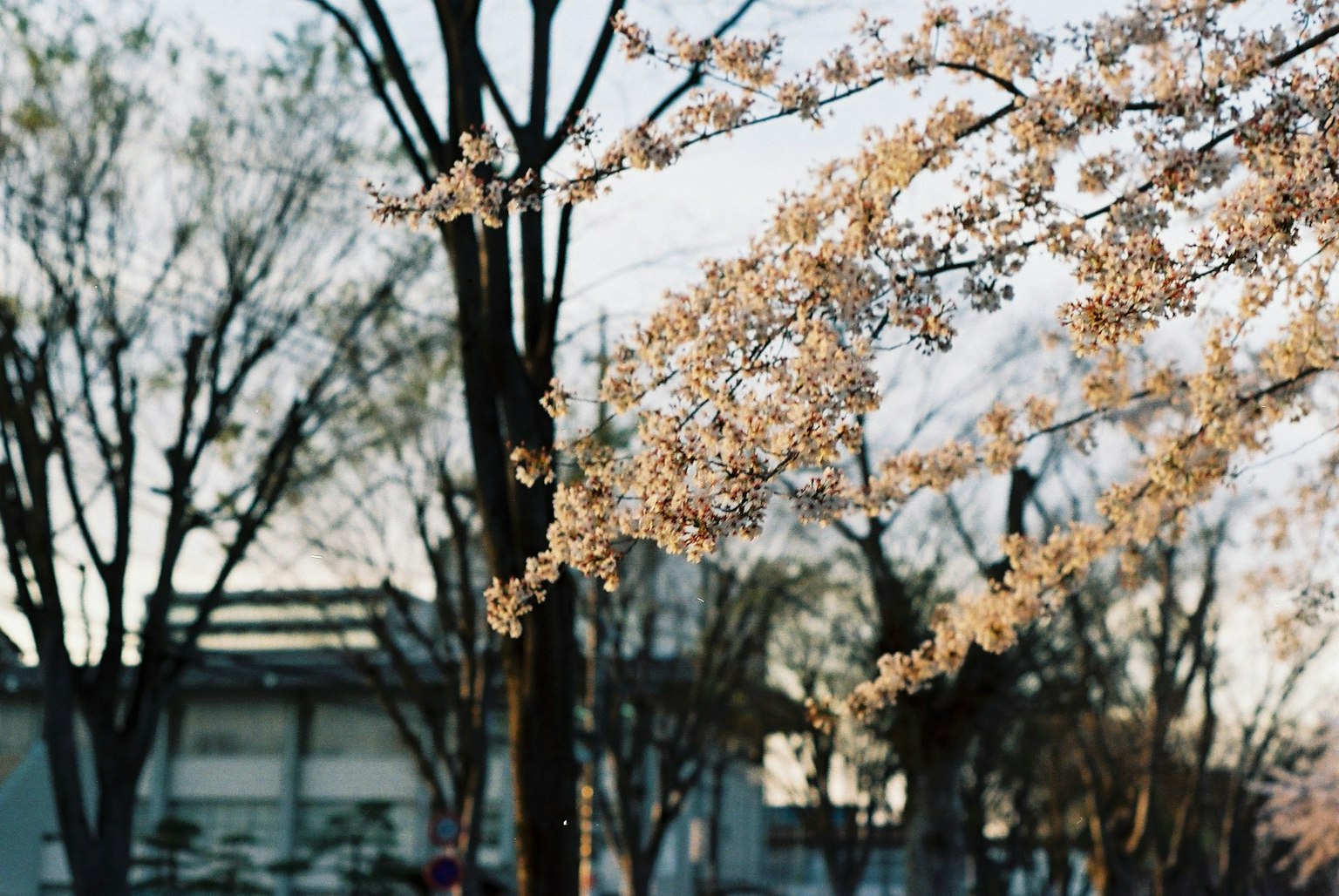 Cherry blossom branches in bloom with trees in the background