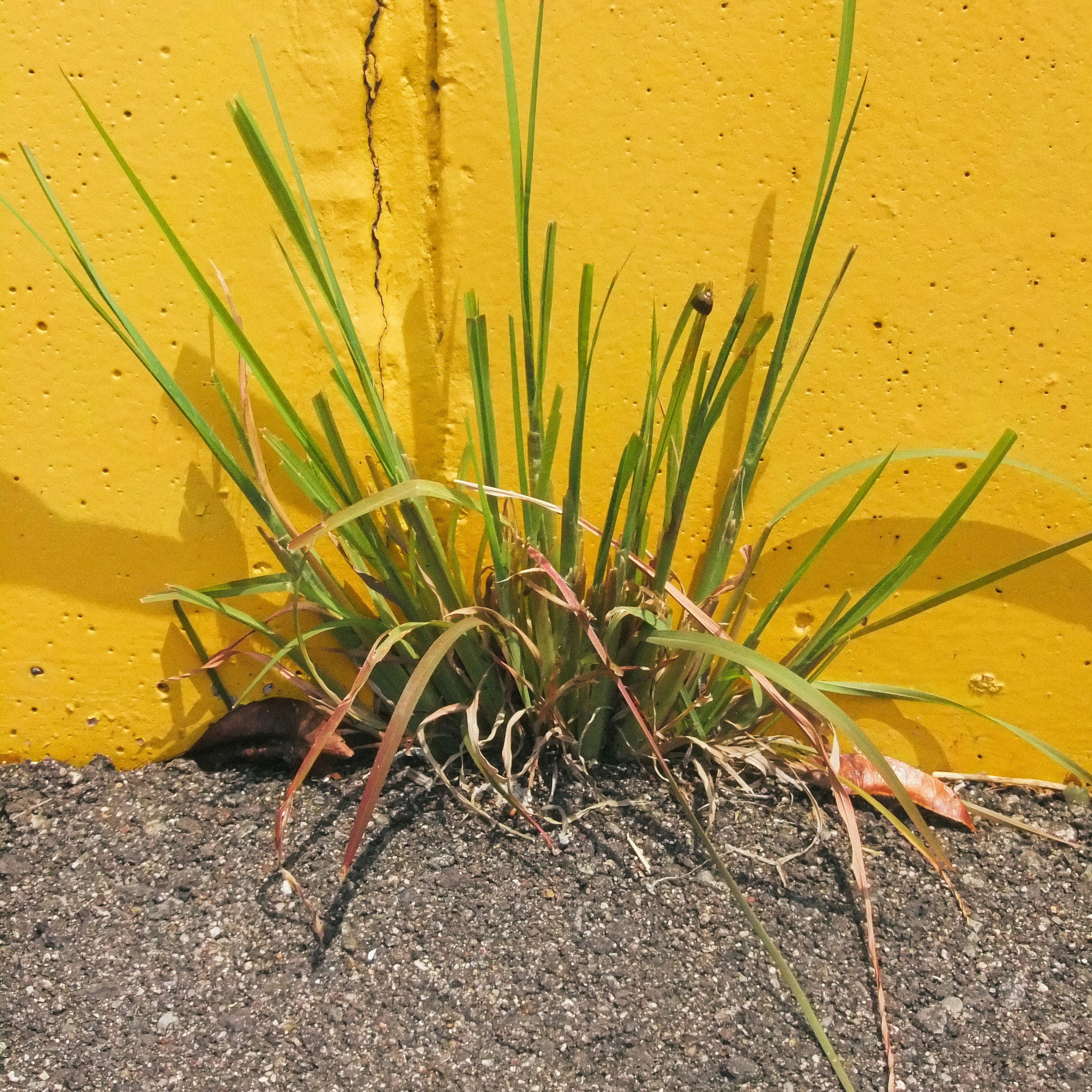 tanaman kecil tumbuh di dekat dinding kuning