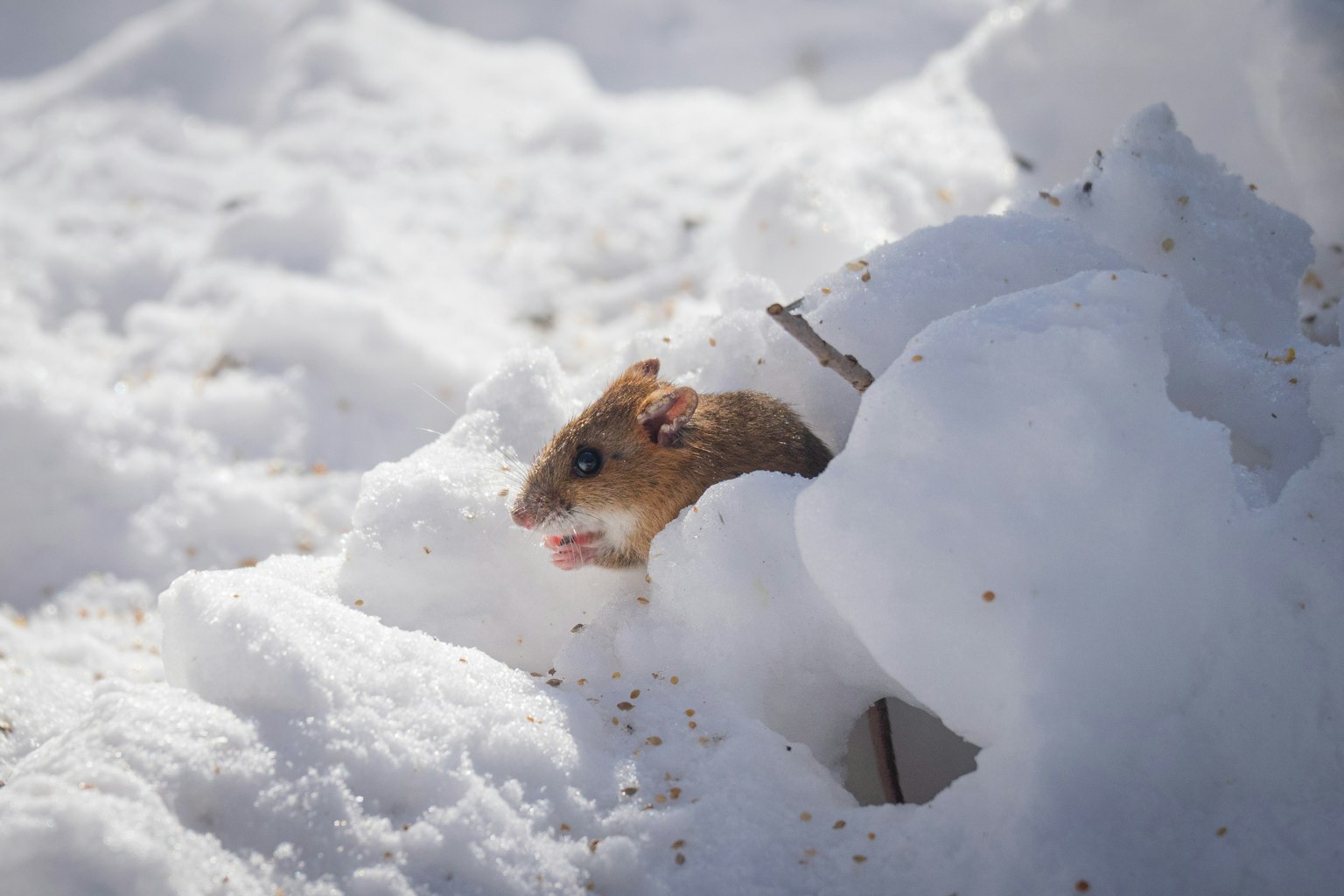 Un piccolo animale che spunta dalla neve