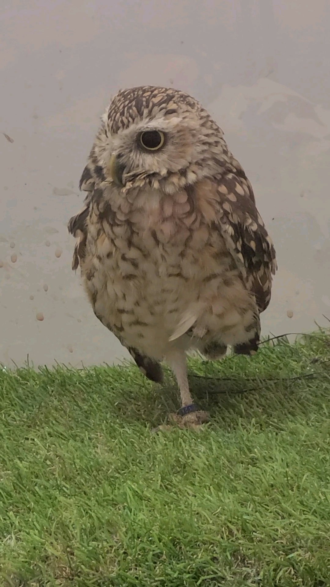 芝生の上に立つかわいいフクロウ