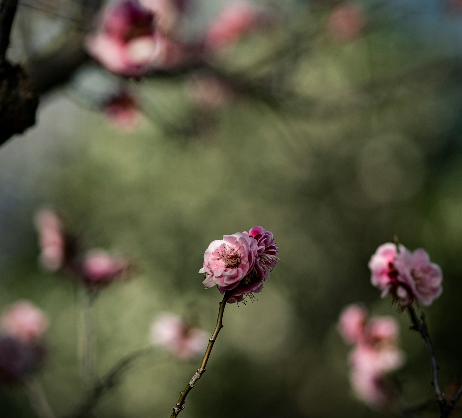 Nahaufnahme von rosa Blumen an Zweigen mit verschwommenem Hintergrund