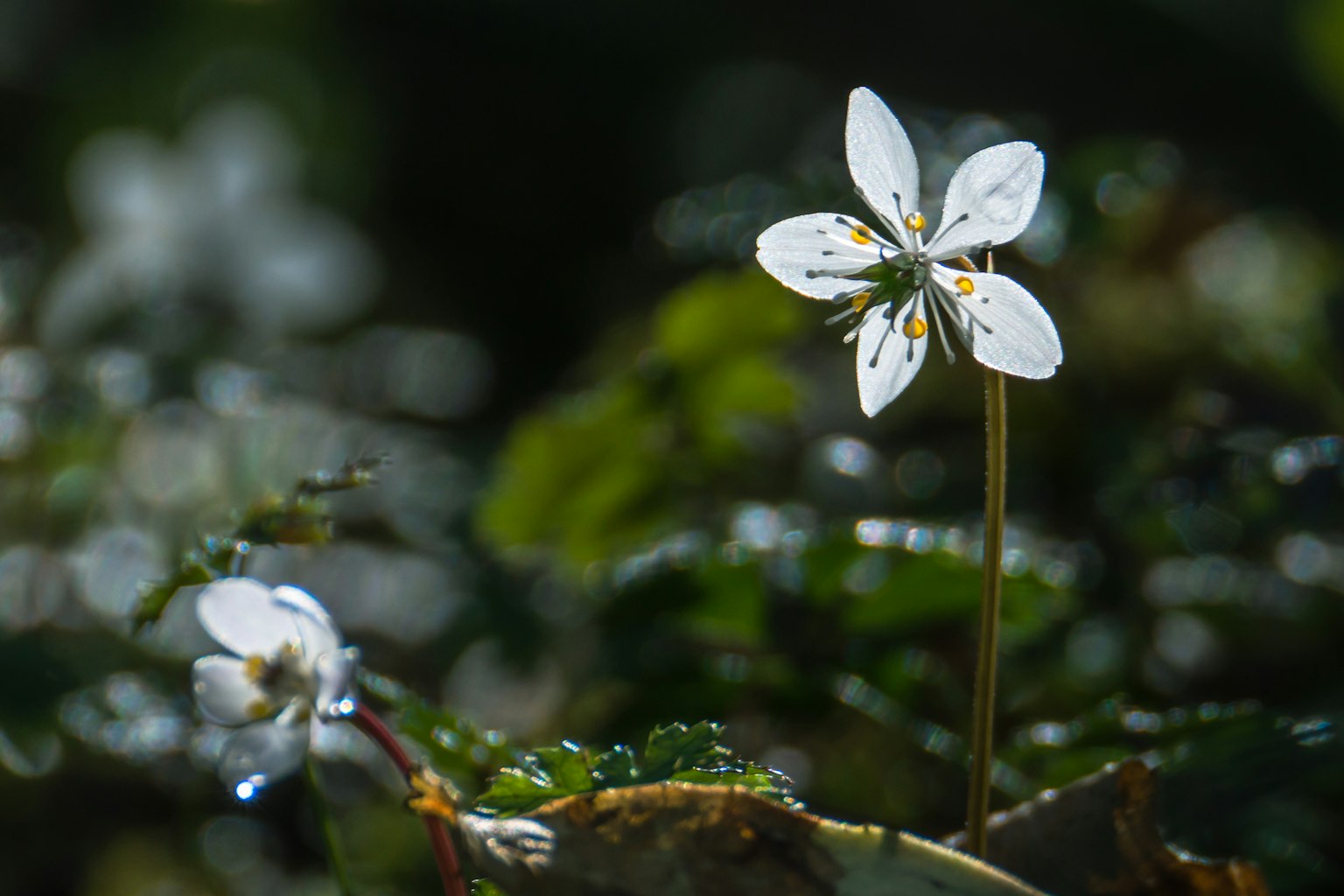 Un fiore bianco che si erge tra foglie verdi