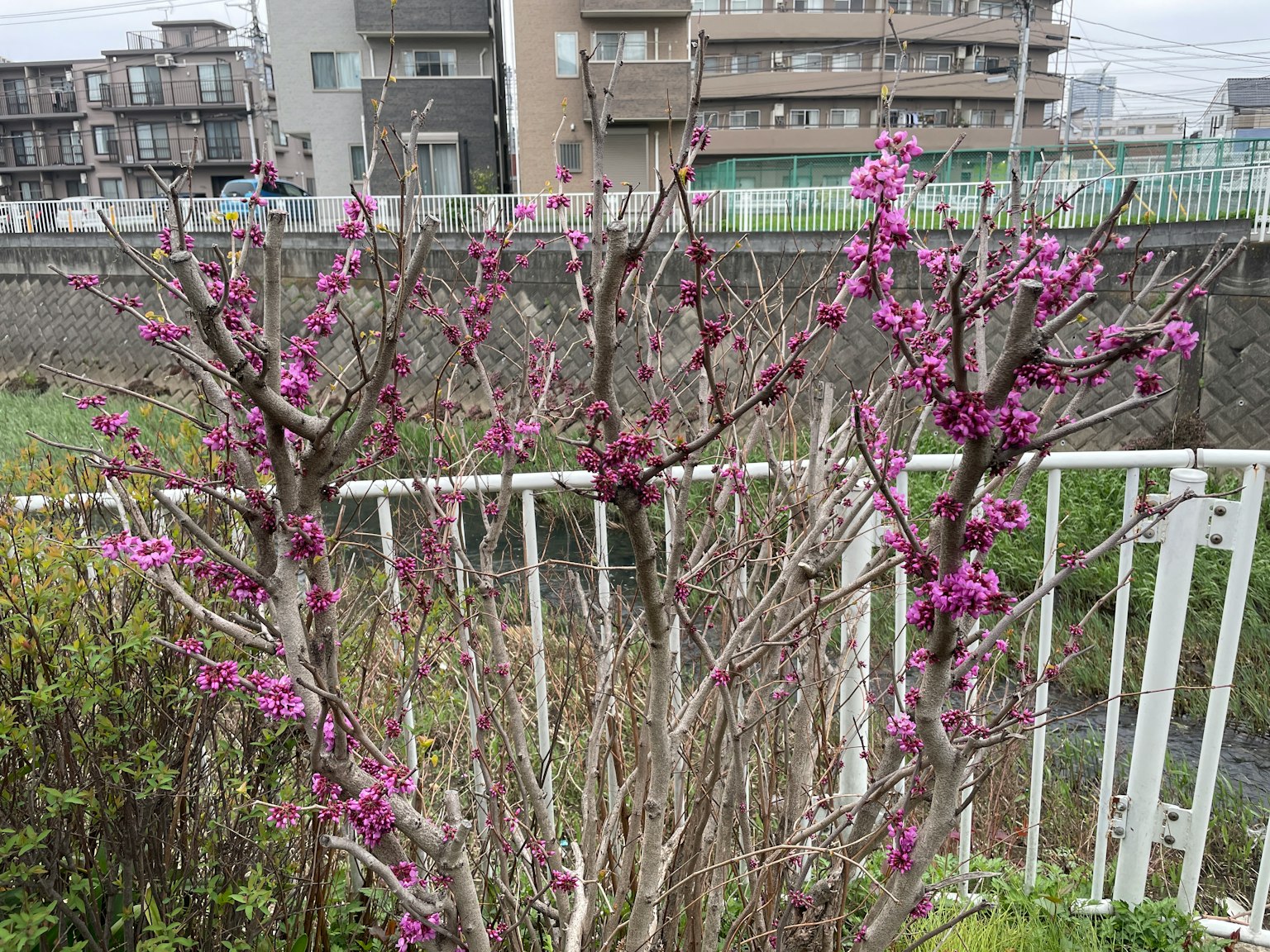 公園圍籬旁的紫色花樹