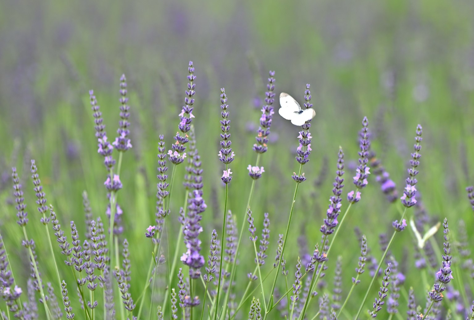 Pemandangan indah bunga lavender ungu dengan kupu-kupu putih yang terbang