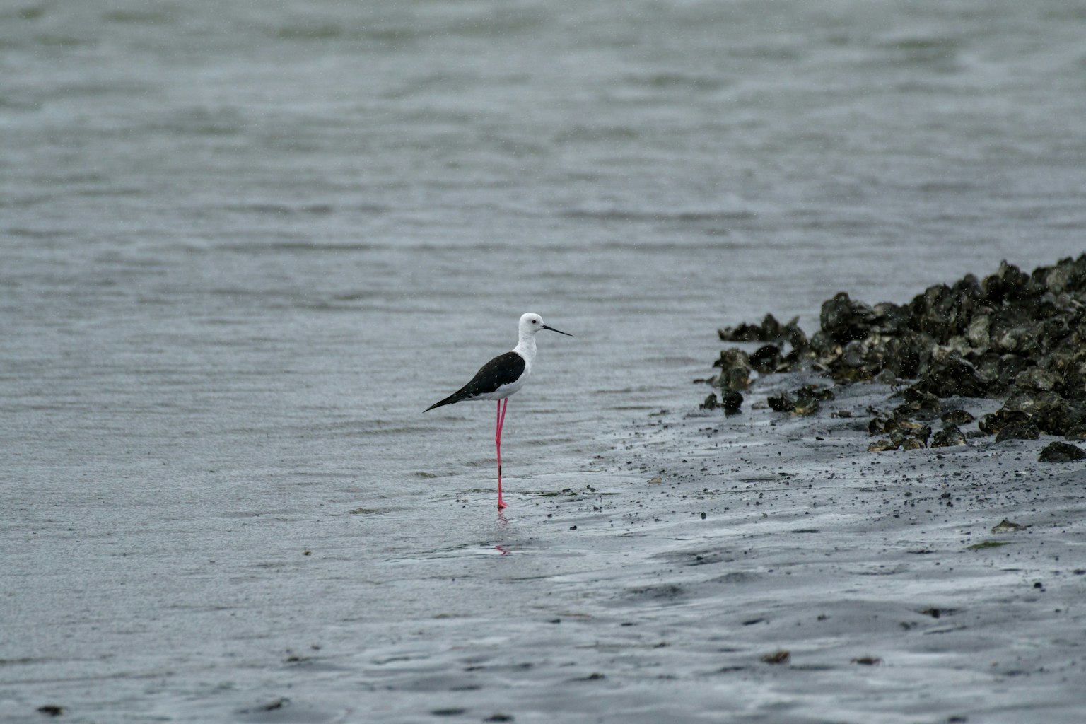 A black-legged stilt standing by the water's edge