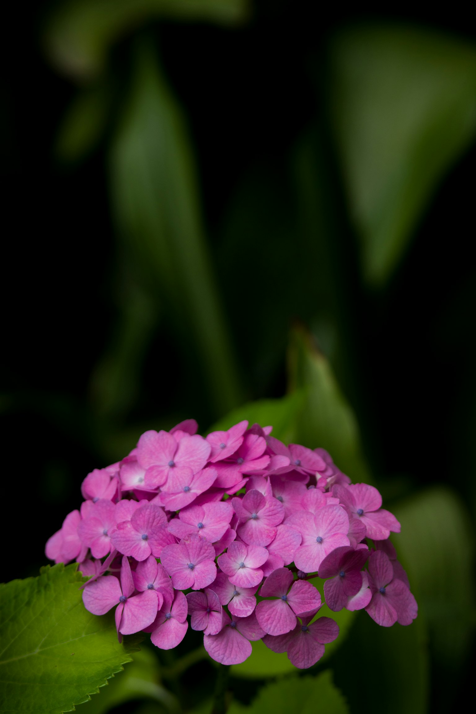 Lebendige rosa Blume umgeben von grünen Blättern