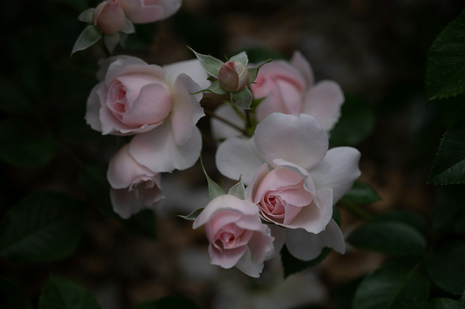 Bündel aus zarten rosa Rosen umgeben von grünen Blättern