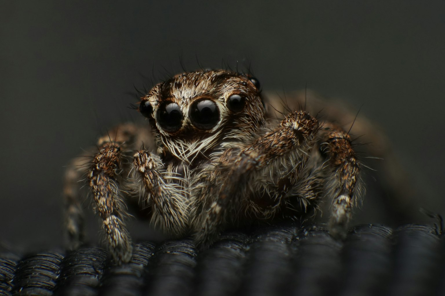 Imagen en primer plano de una araña con cuerpo peludo y ojos grandes