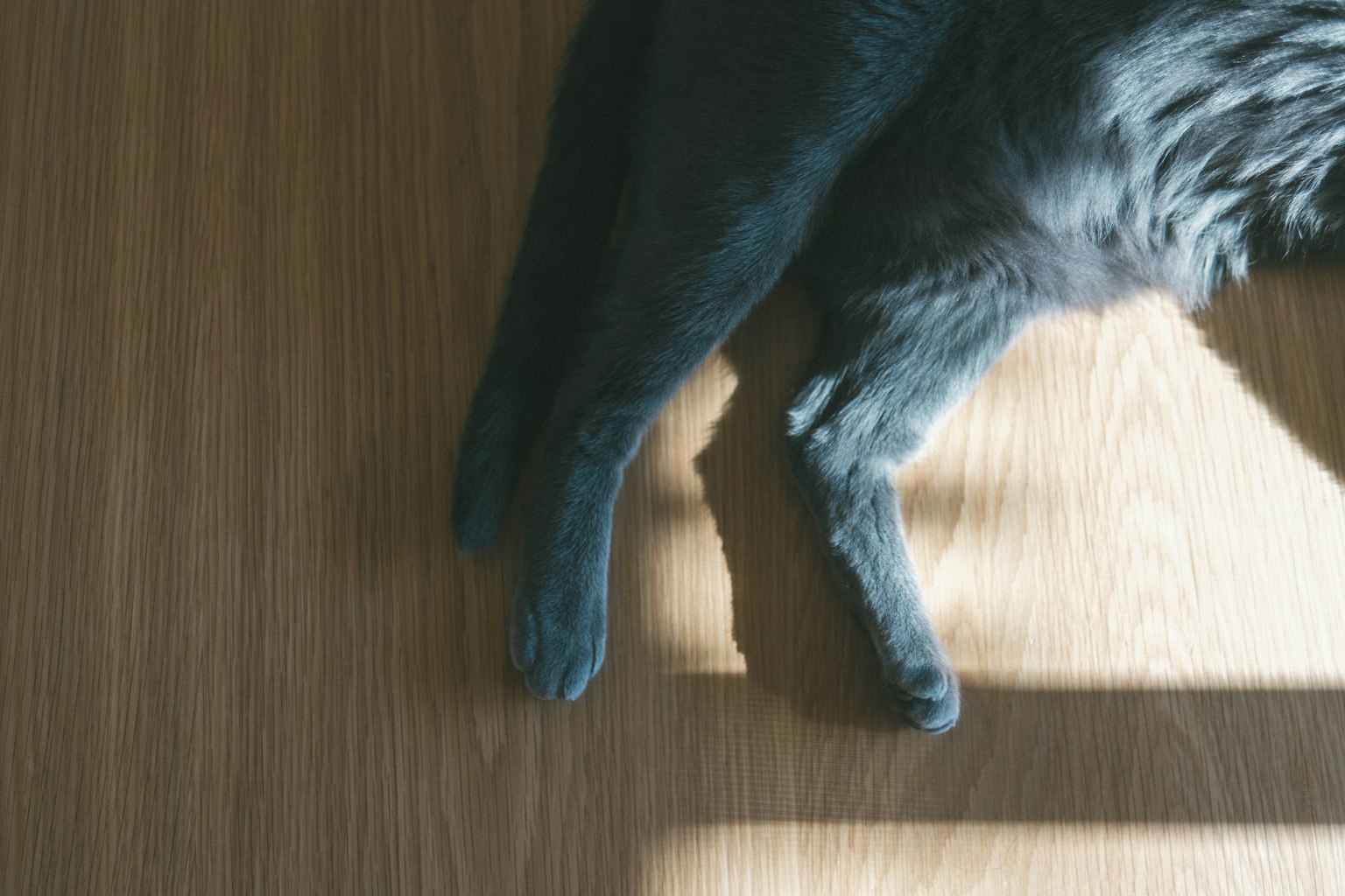 A black cat's leg resting on a wooden floor