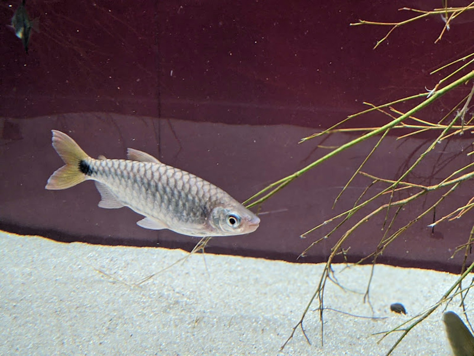 Un pesce che nuota in un acquario con piante acquatiche