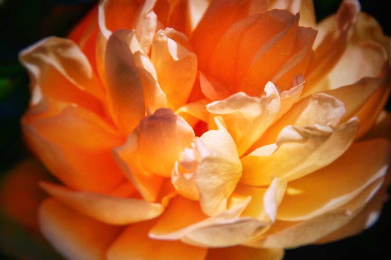 オレンジ系のバラの花びらが光を反射する花一輪のアップ