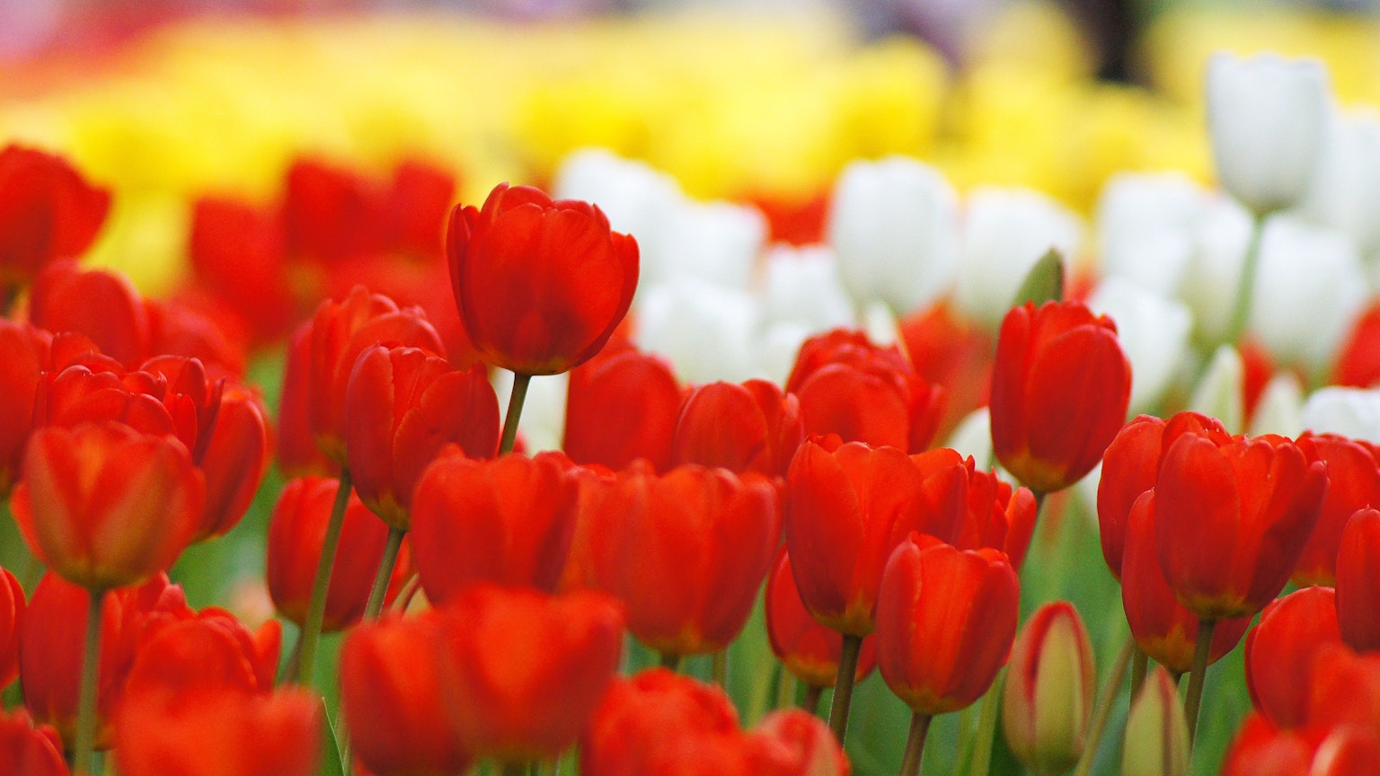 ทุ่งดอกทิวลิปสีแดงสดใสสลับกับทิวลิปสีขาว