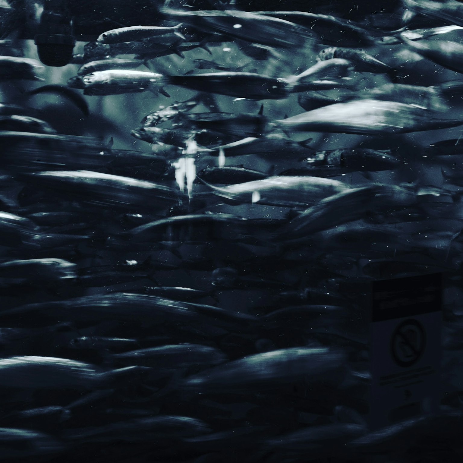 在黑暗水中游泳的魚群