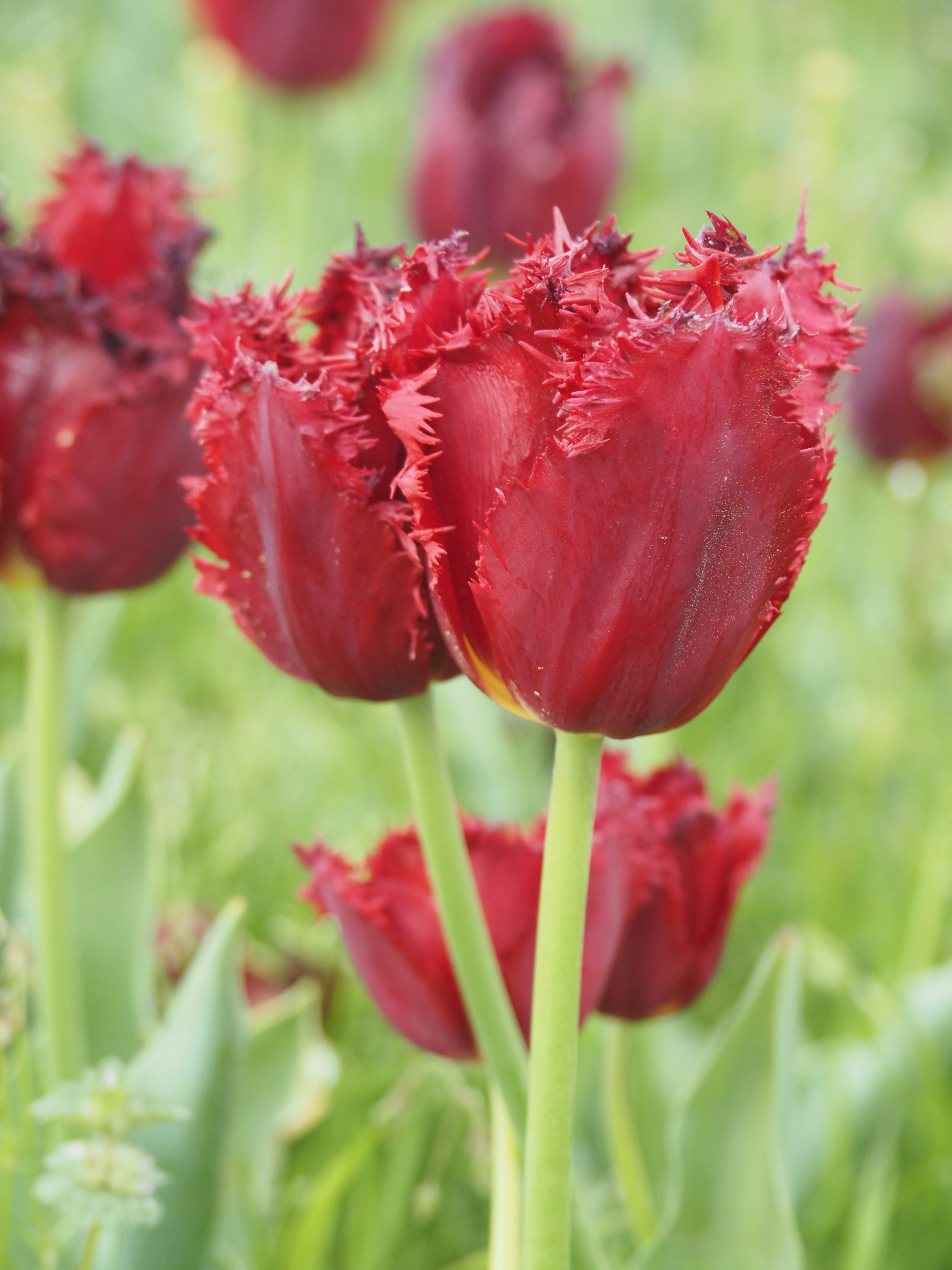 Nahaufnahme roter Tulpen in voller Blüte in einem Frühlingsbeet