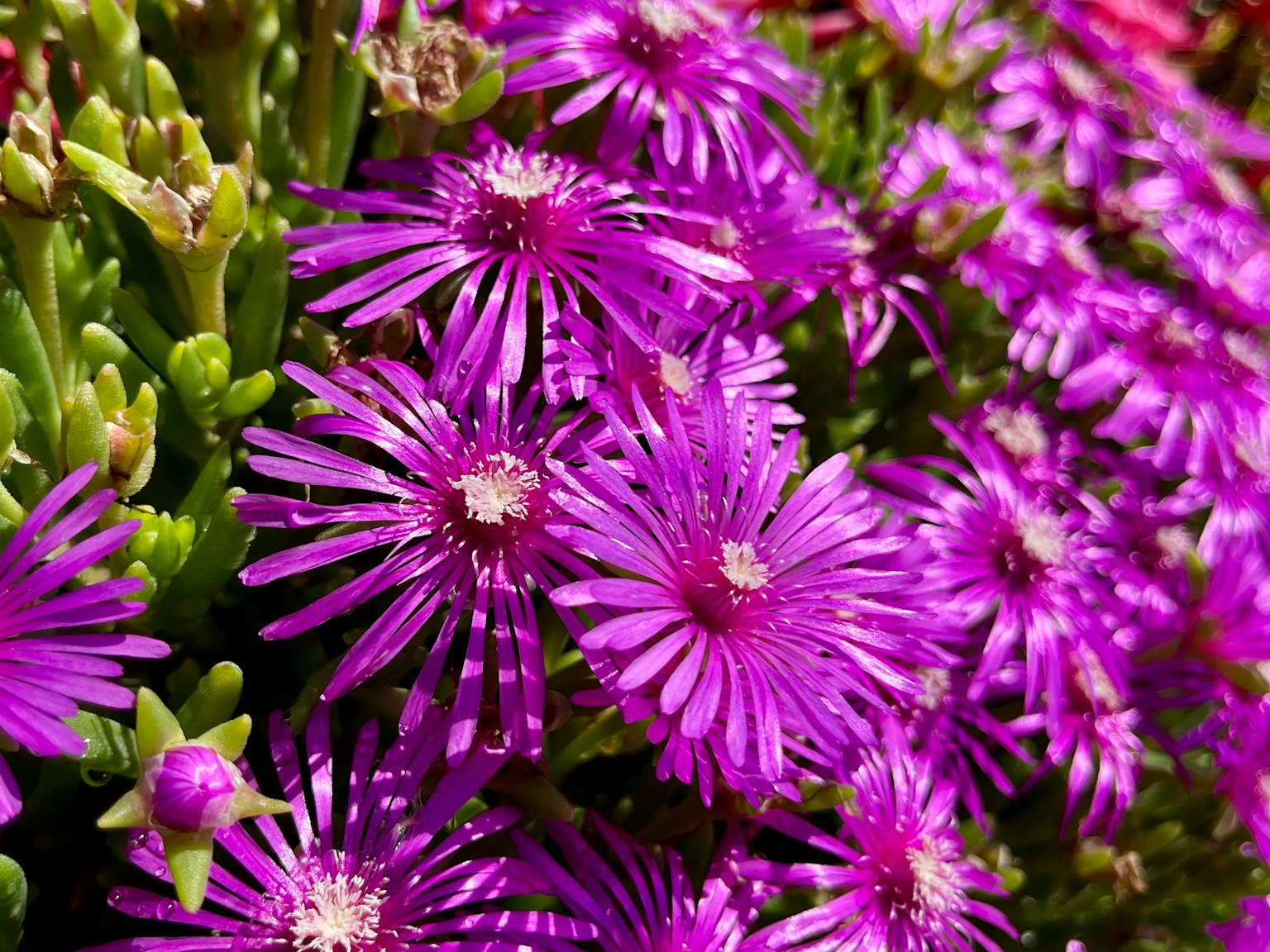 Primo piano di fiori viola vivaci che sbocciano tra il fogliame verde