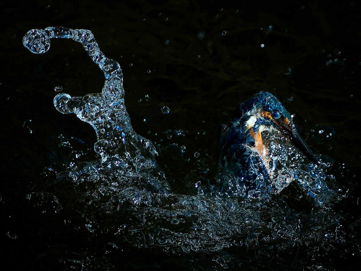 Ein Fisch, der im Wasser spritzt, vor einem dunklen Hintergrund