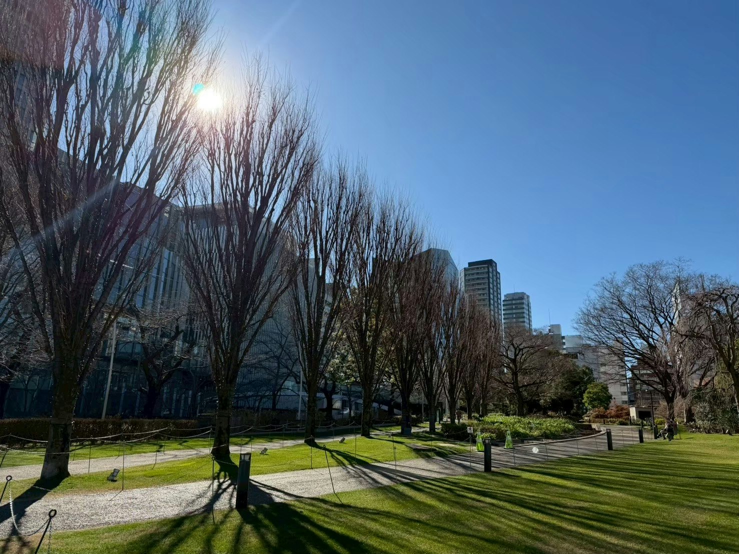 並木と芝生のある公園の光と影の風景