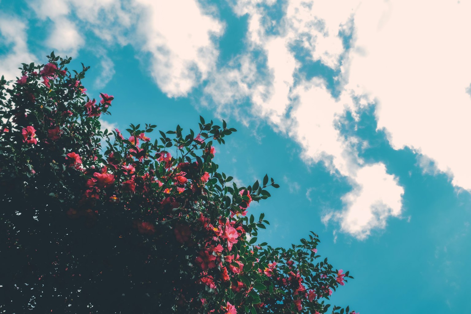 粉色花朵与明亮蓝天