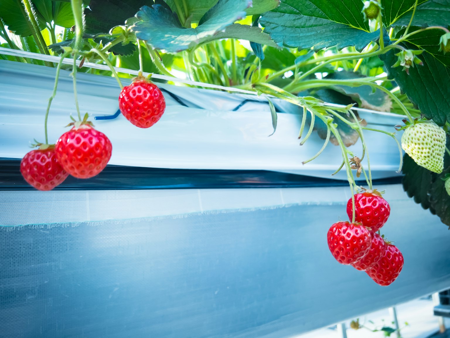 Fraises rouges vives suspendues parmi des feuilles vertes