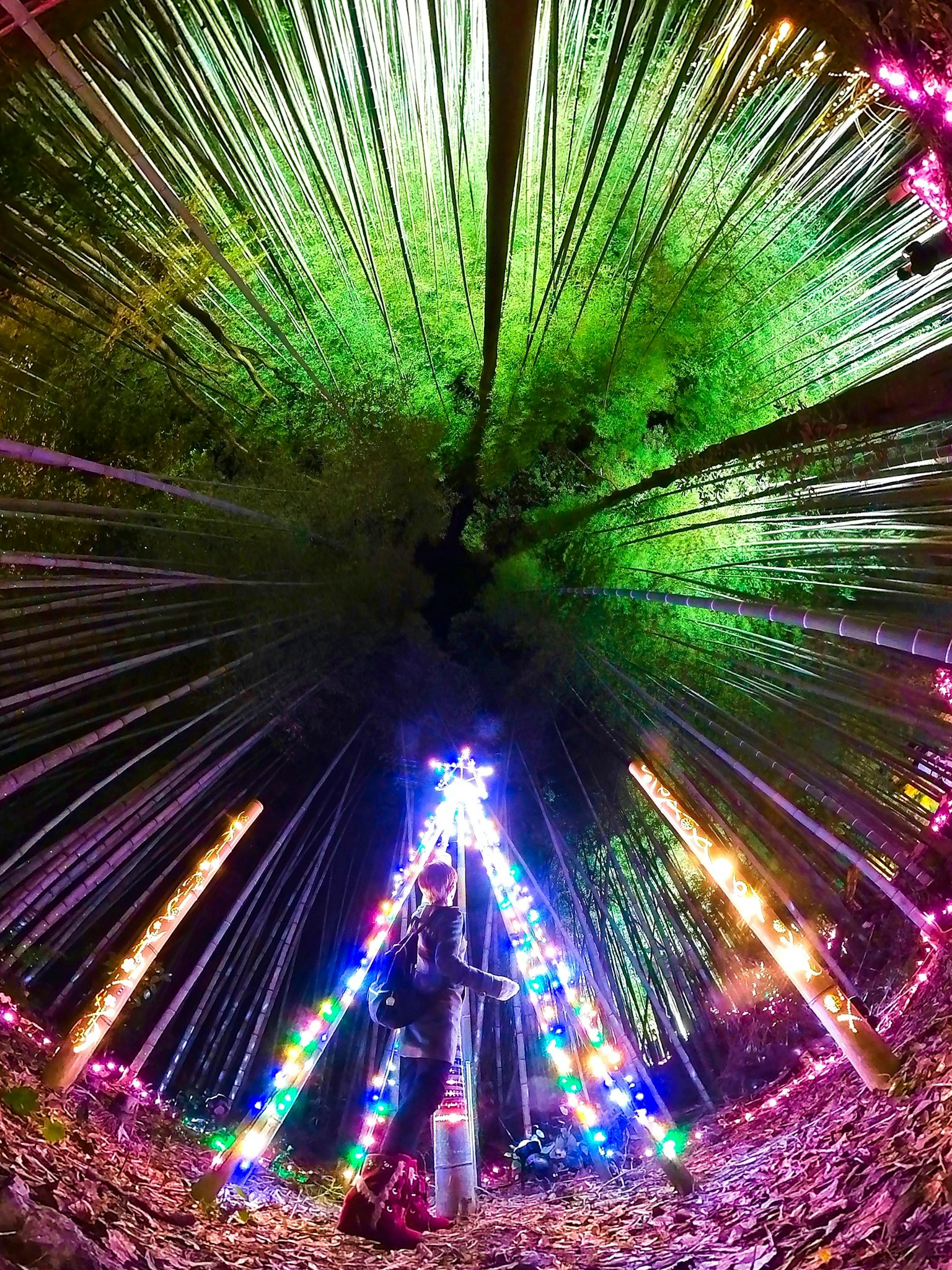 Colorful Christmas tree surrounded by green bamboo forest