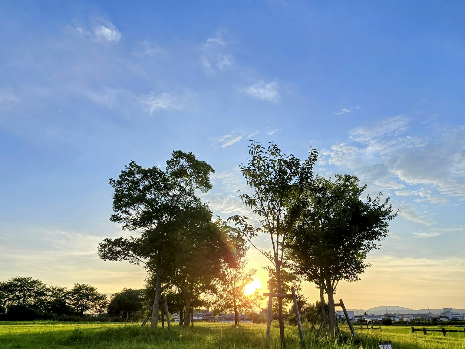 绿树与日落和蓝天的风景