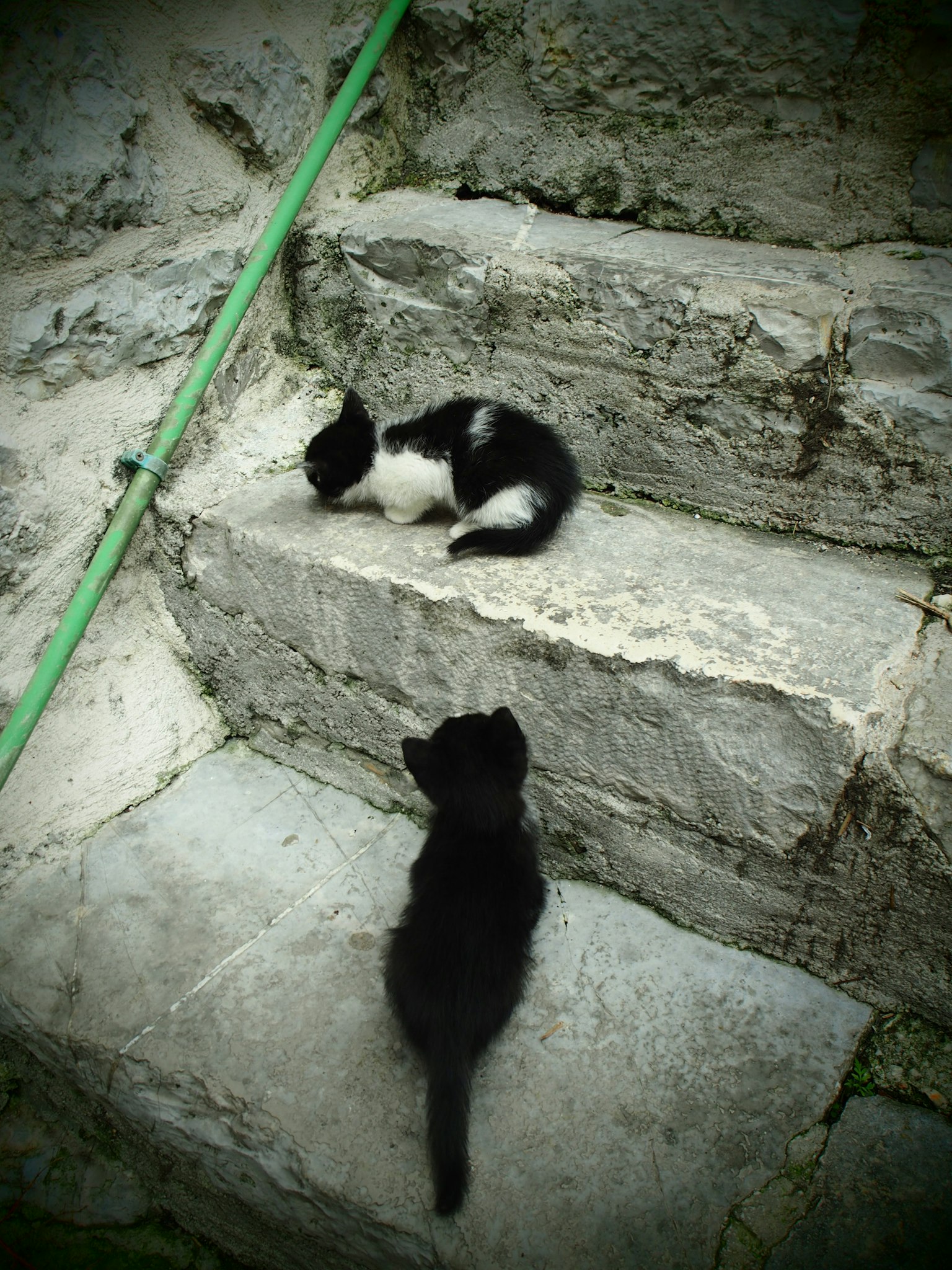Un gattino nero in fondo ai gradini di pietra e un gattino bianco e nero seduto sui gradini