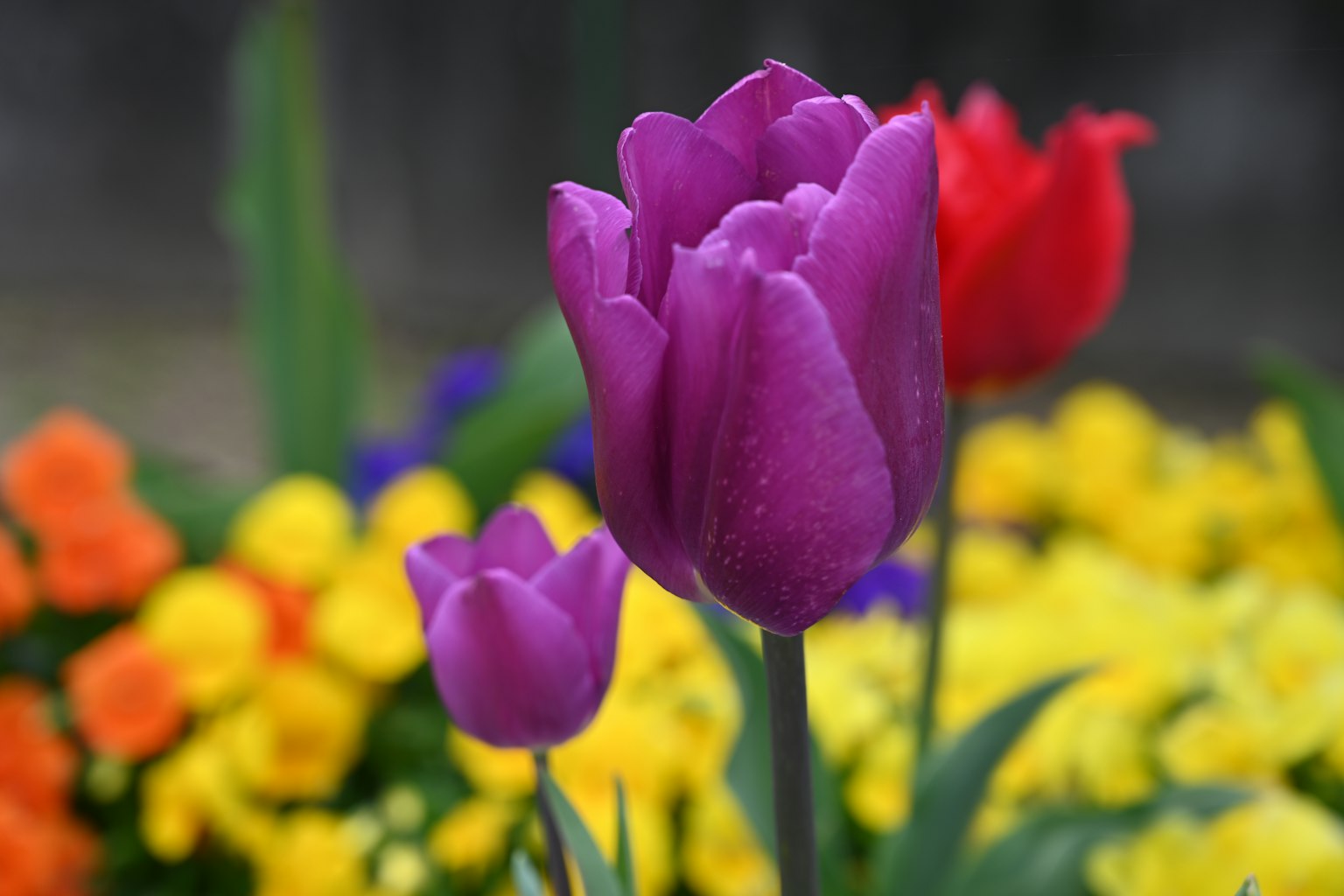 Violette Tulpen mit bunten Blumen im Hintergrund
