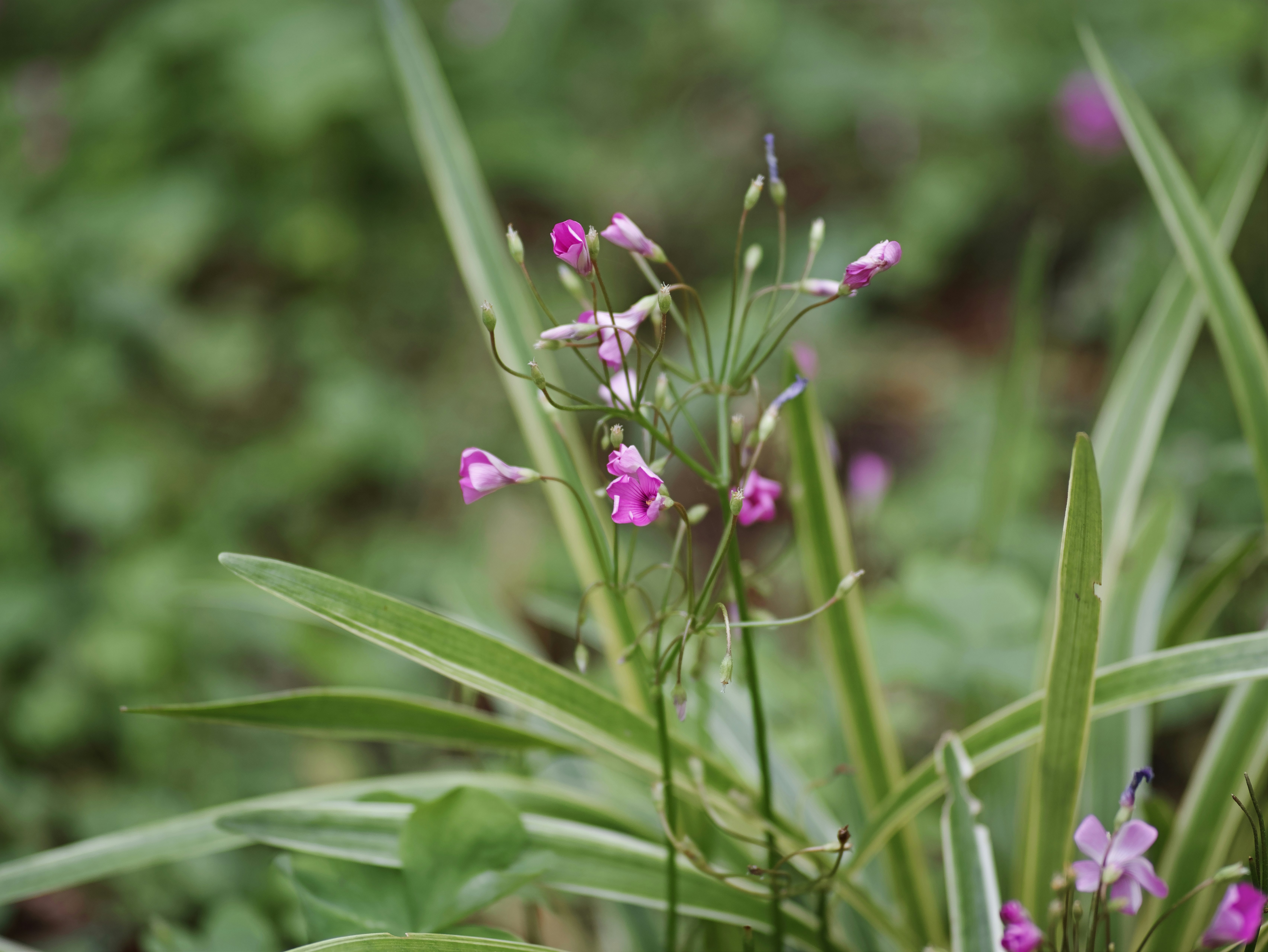 草むらの中で咲く小さな紫の花