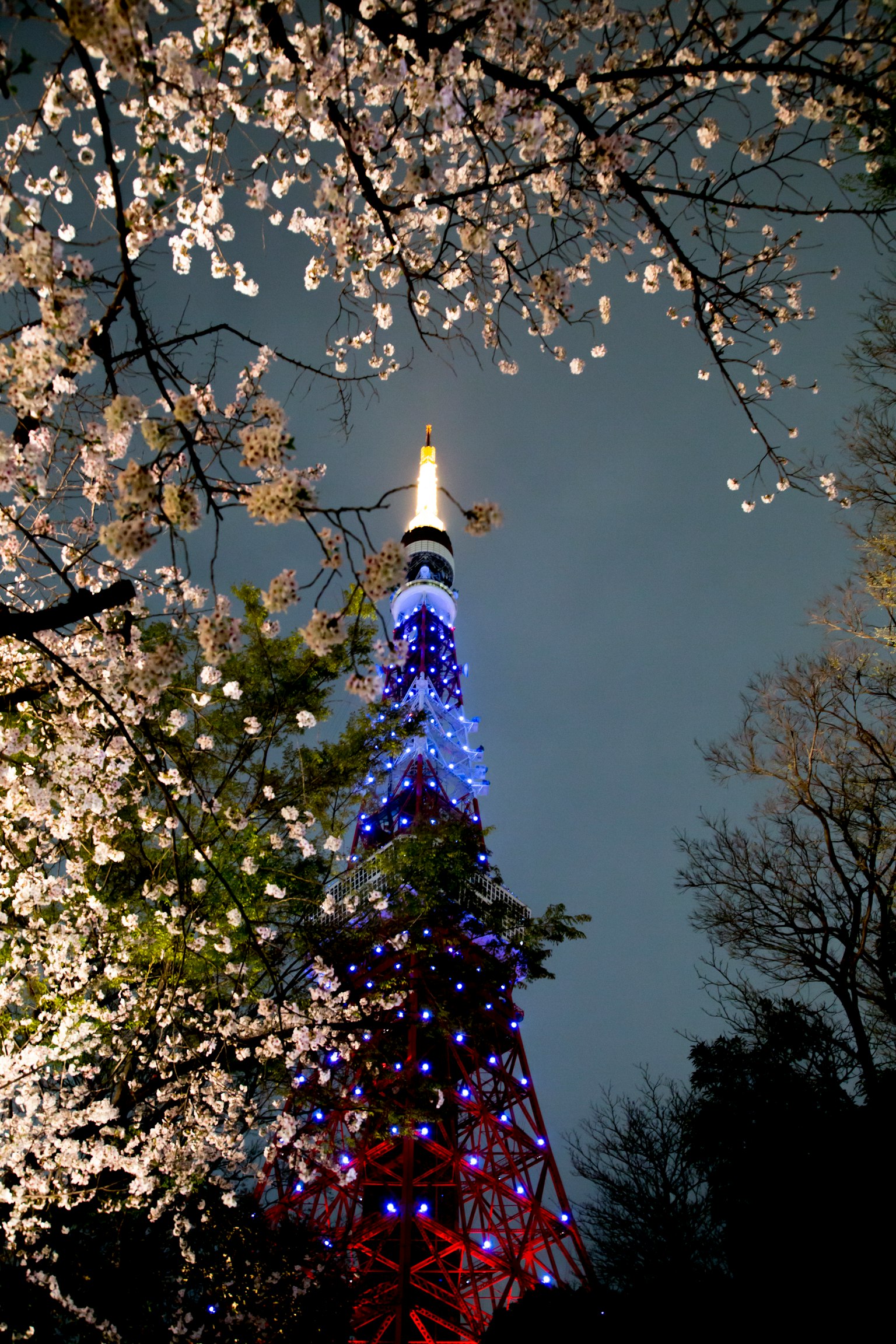 Menara Tokyo yang diterangi di malam hari dikelilingi oleh bunga sakura