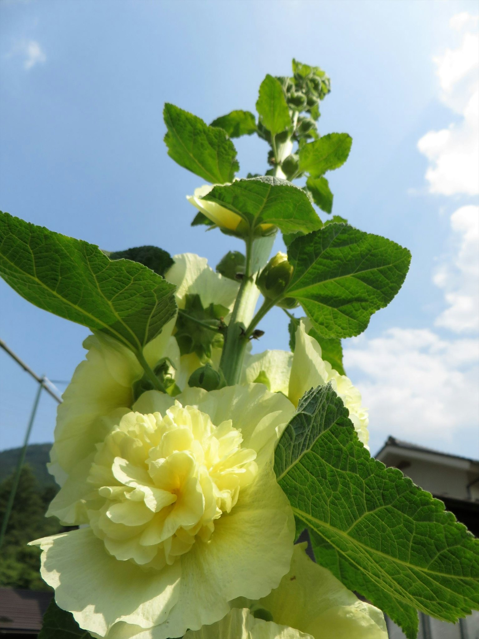 Primo piano di una pianta con fiori gialli e foglie verdi