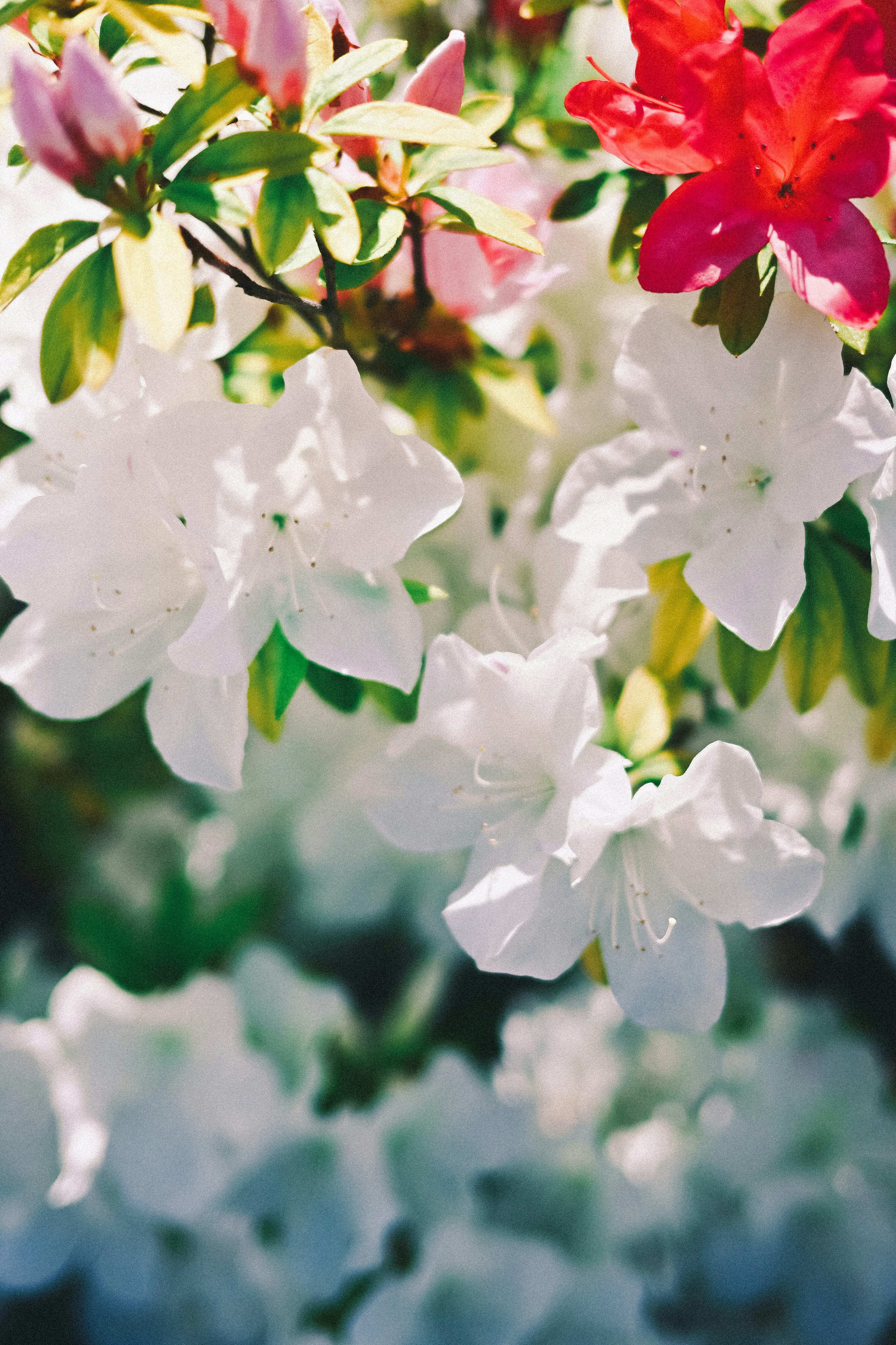 花びらが揺れる色とりどりのツツジのクローズアップ