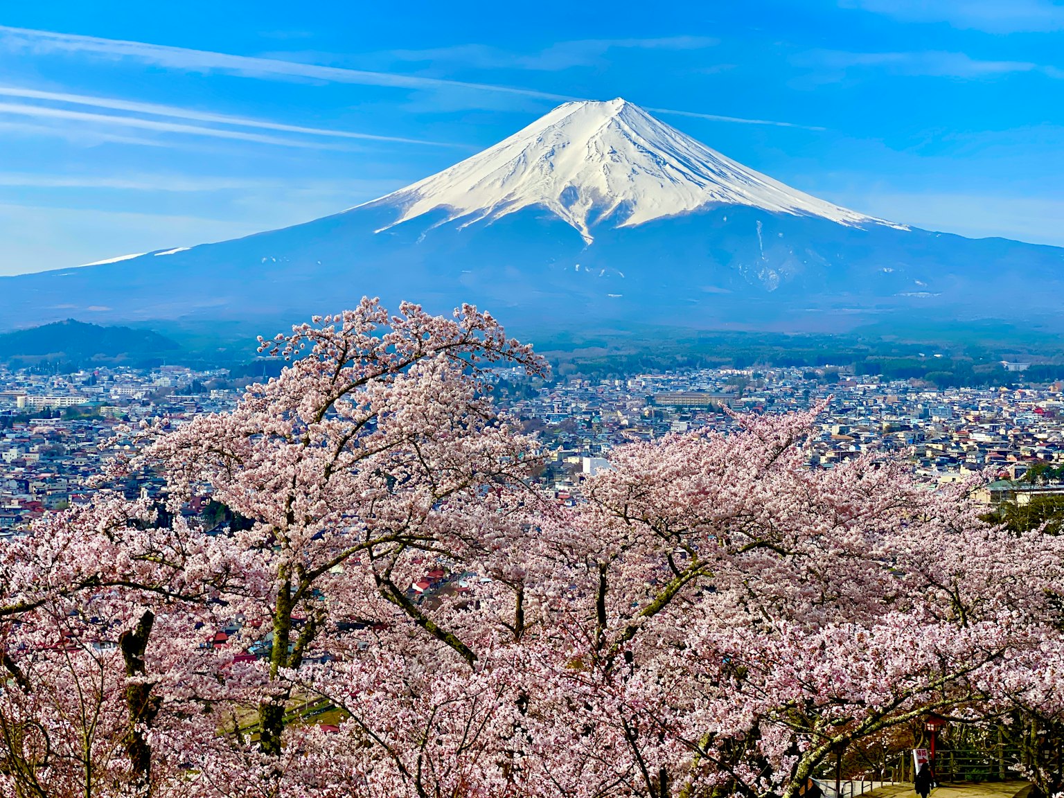 樱花与富士山的美丽景观