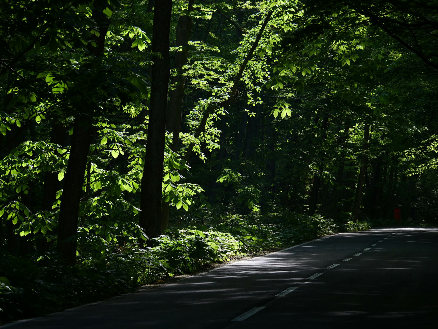 宁静的道路穿过郁郁葱葱的森林，阳光透过树木洒下