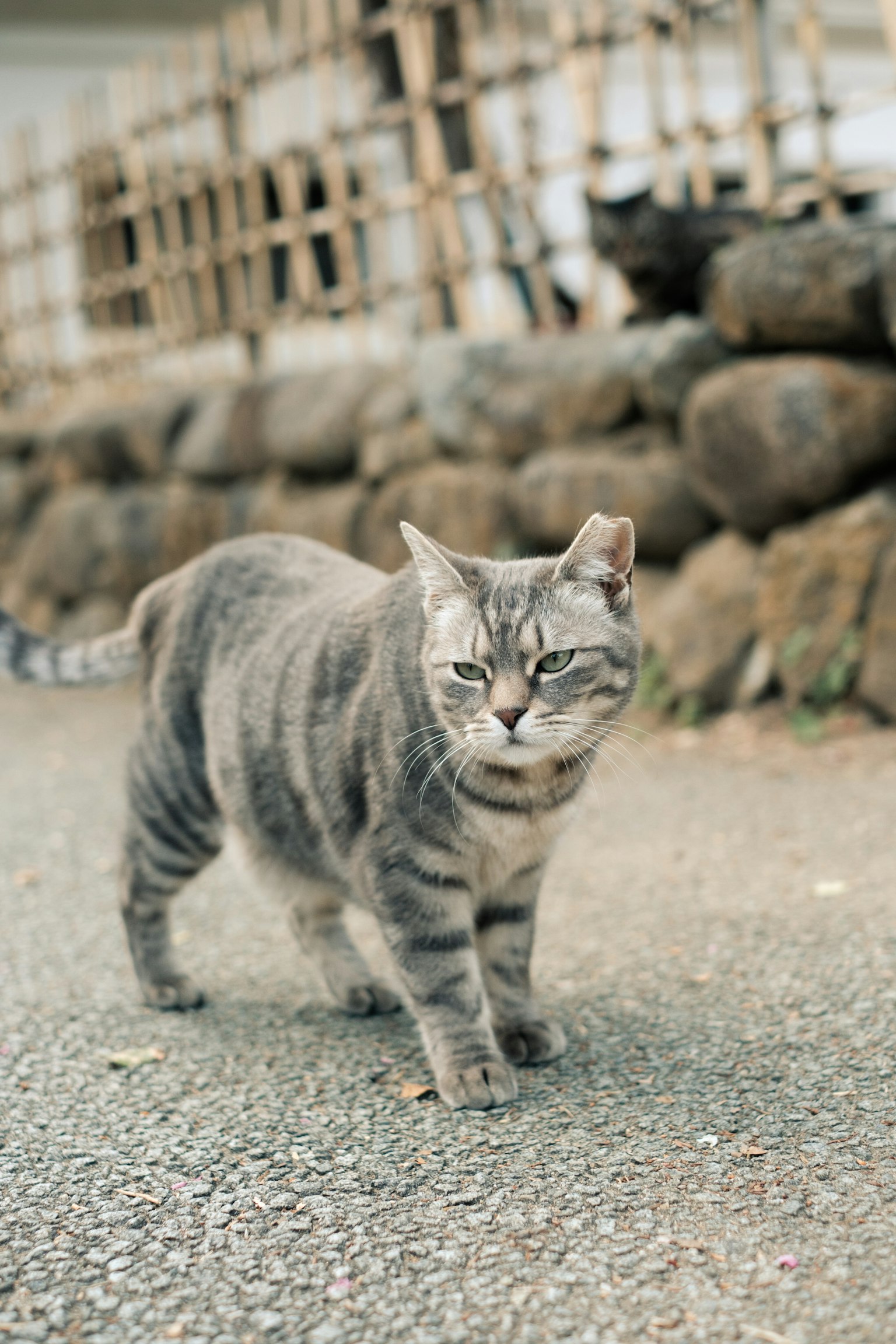 Kucing abu-abu berjalan di jalan dengan pagar bambu di latar belakang