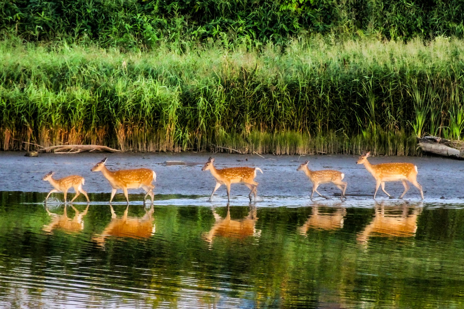 Eine Gruppe von Rehen, die am Ufer des Wassers mit Reflexionen gehen