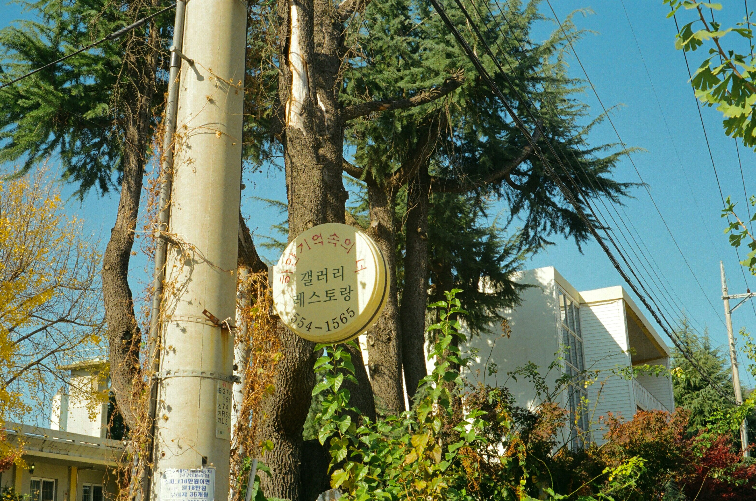 street sign beside trees and utility poles