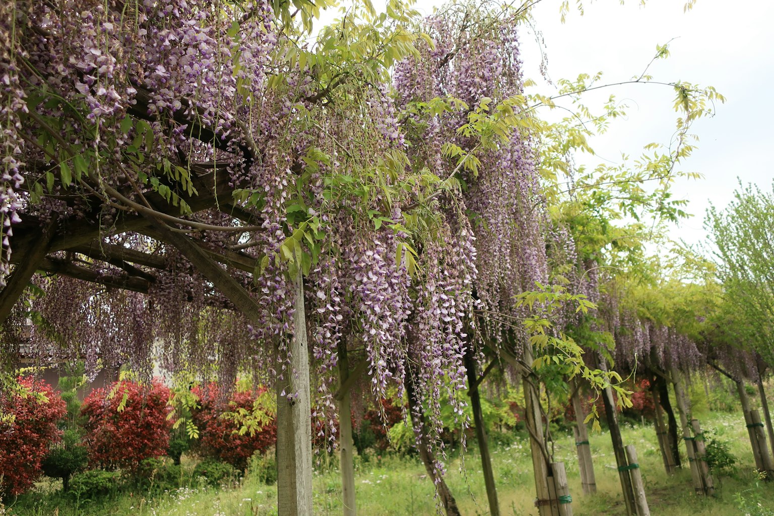 ทิวทัศน์ที่สวยงามพร้อมดอกวิสทีเรียสีม่วงที่ห้อยลงมา