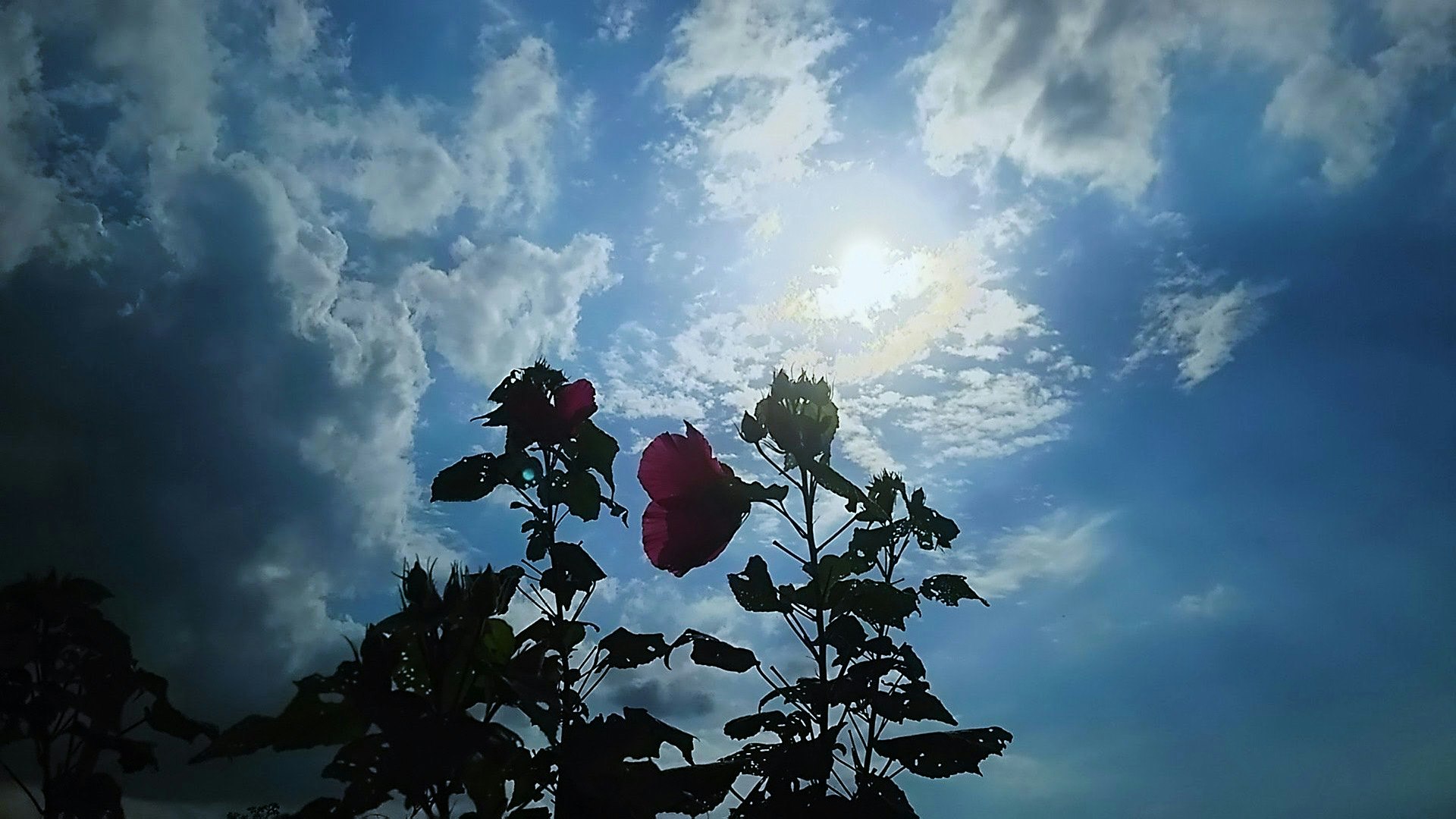 空に向かって伸びる花と葉のシルエット