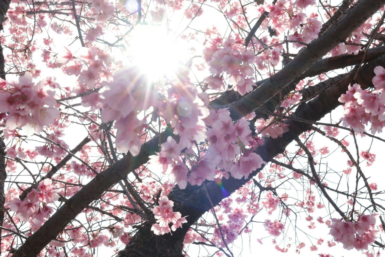Vue magnifique d'un cerisier en fleurs avec la lumière du soleil filtrant
