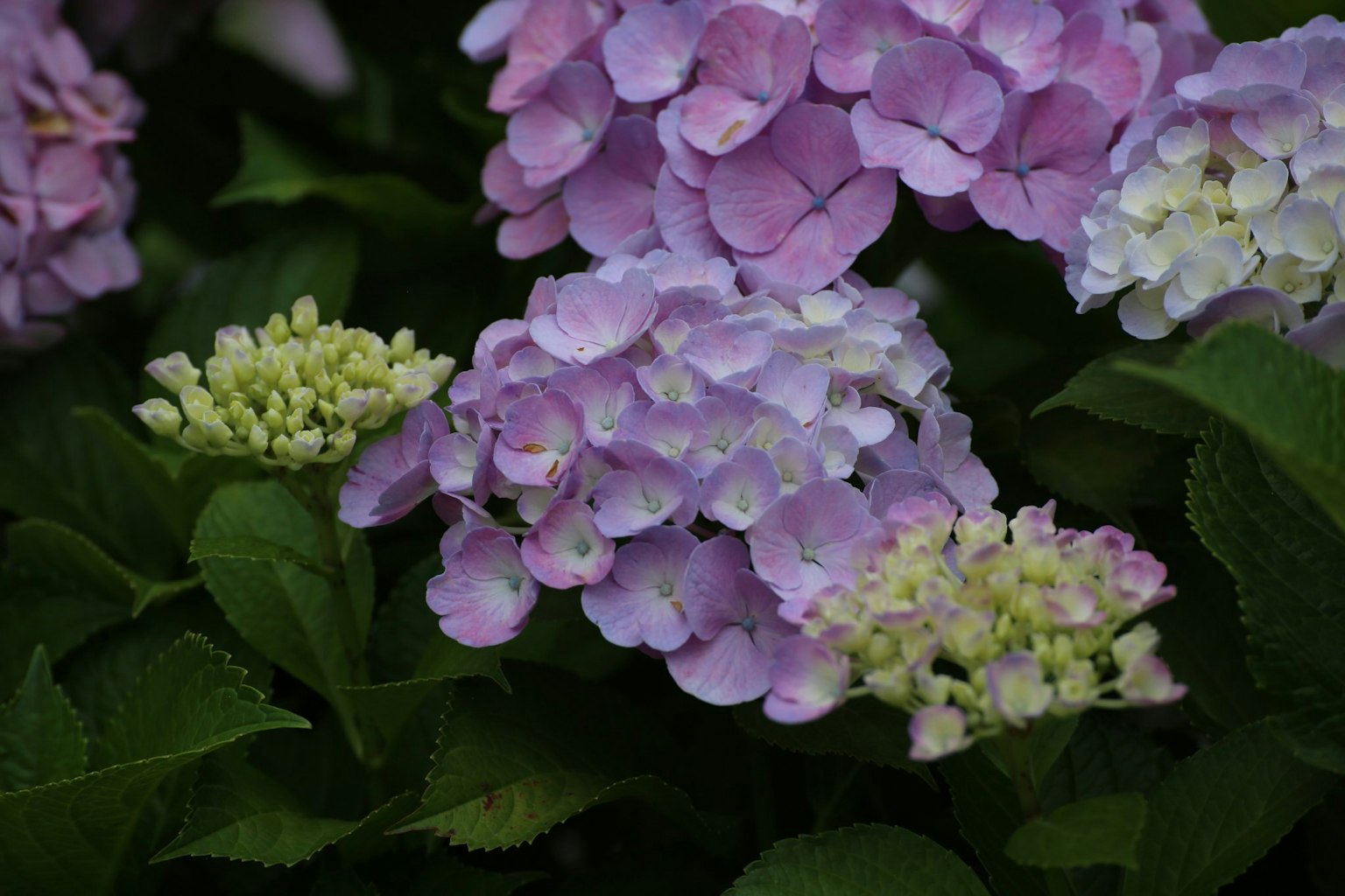 Des fleurs d'hortensia violettes et blanches en fleur
