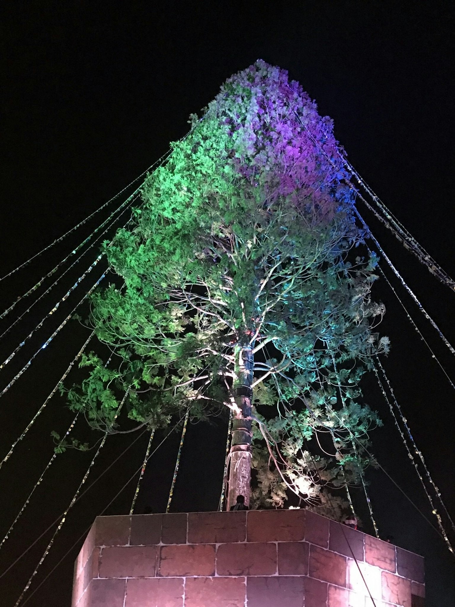 Albero verde illuminato con luci colorate di notte