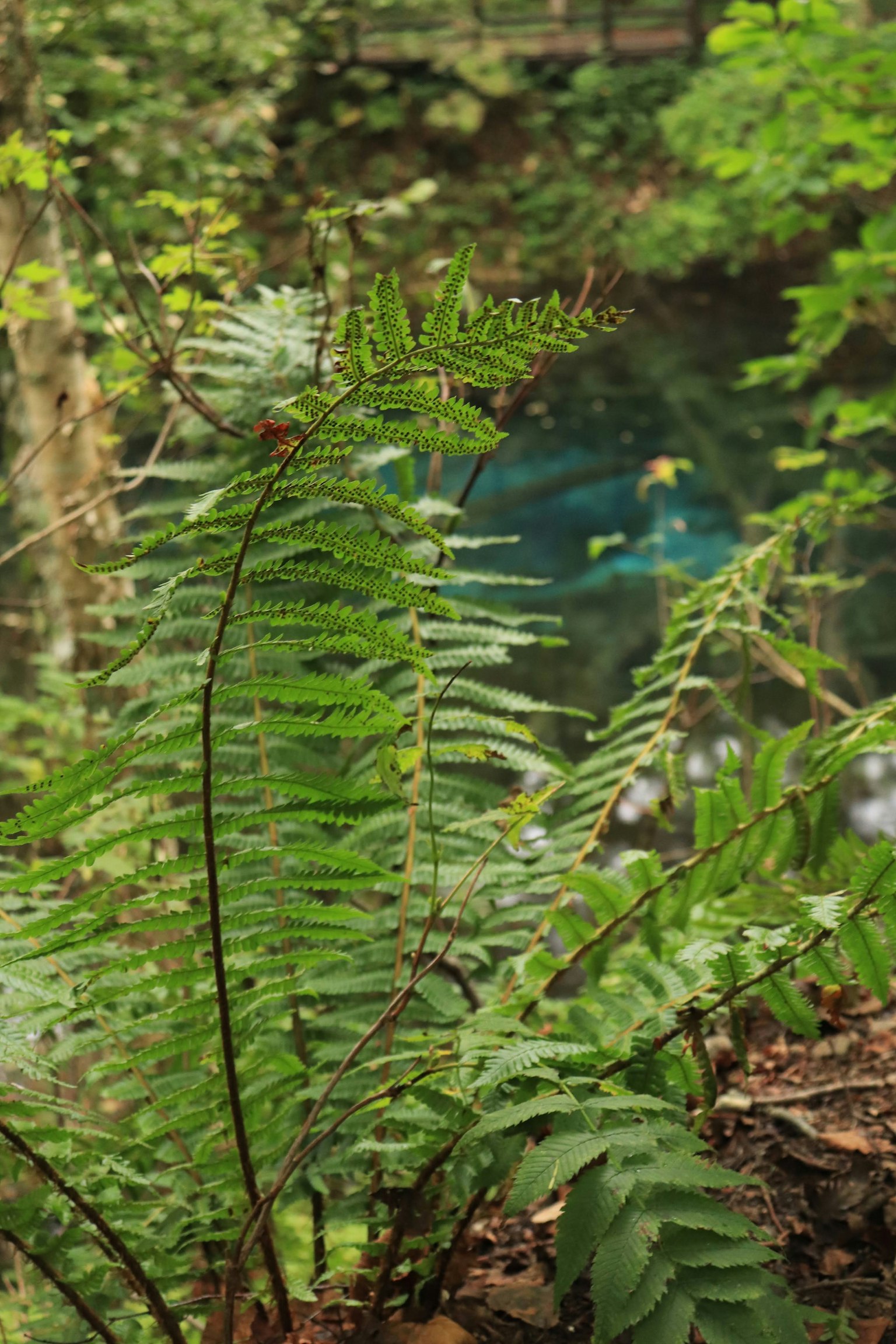 Close-up of a fern plant growing in a lush green forest