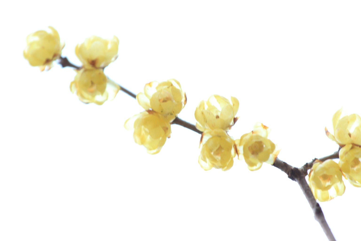 Un ramo con fiori gialli pallidi su sfondo bianco